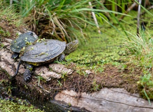 Neubau einer Anlage für die Fränkische Sumpfschildkröte