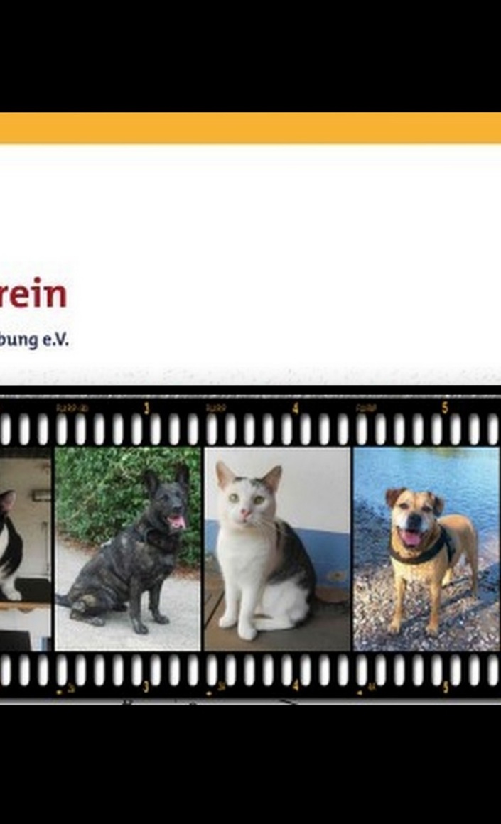 Quarantäneboxen für Katzen