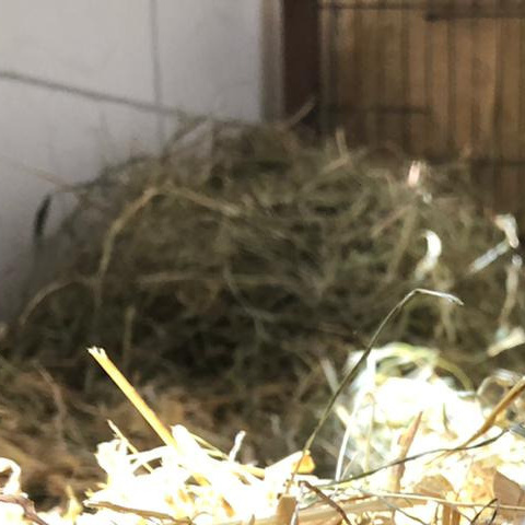 Kleintiergehege Renovierung