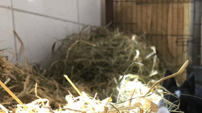 Kleintiergehege Renovierung