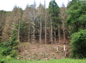 United Kids Foundations Wald