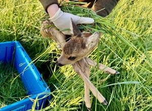 Wildtiere sind unsere Leidenschaft - KitzGuard Trier e.V.