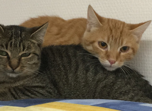 Werbemittel für den Tierschutzverein Kinzigtal e.V