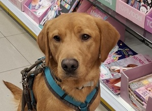 Tierärztliche Eignungsuntersuchungen für 2 Labrador Retriever