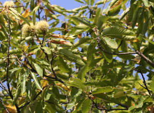 Arboretum Pfalzgrafenweiler - Klima- u.  Zukunftsbäume