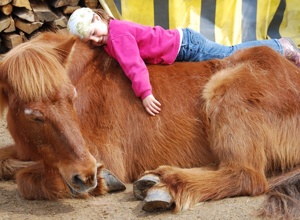 Video - Ein Dach für die Pferde auf dem Kinderbauernhof