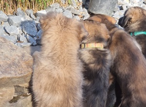 TIERHEIM , GNADENHOF , AUFFANGSTATION BRAUCHT HILFE