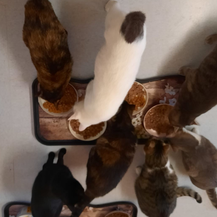 Futter für Katzen die unsere Hilfe brauchen