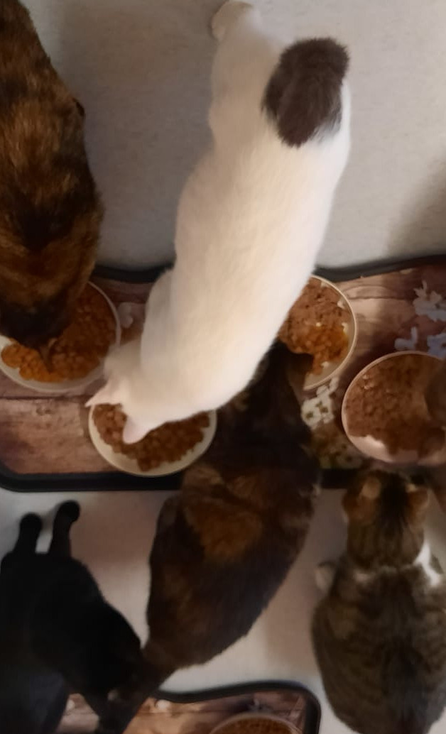 Futter für Katzen die unsere Hilfe brauchen