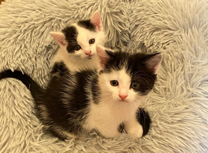 Renovierung Katzenzimmer