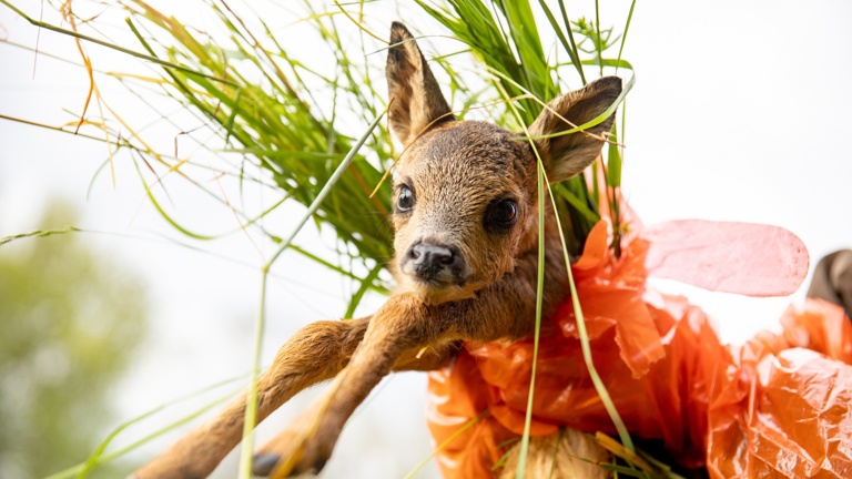 Anschaffung von Wärmebildtechnik für die Rehkitz- und Wildtierrettung