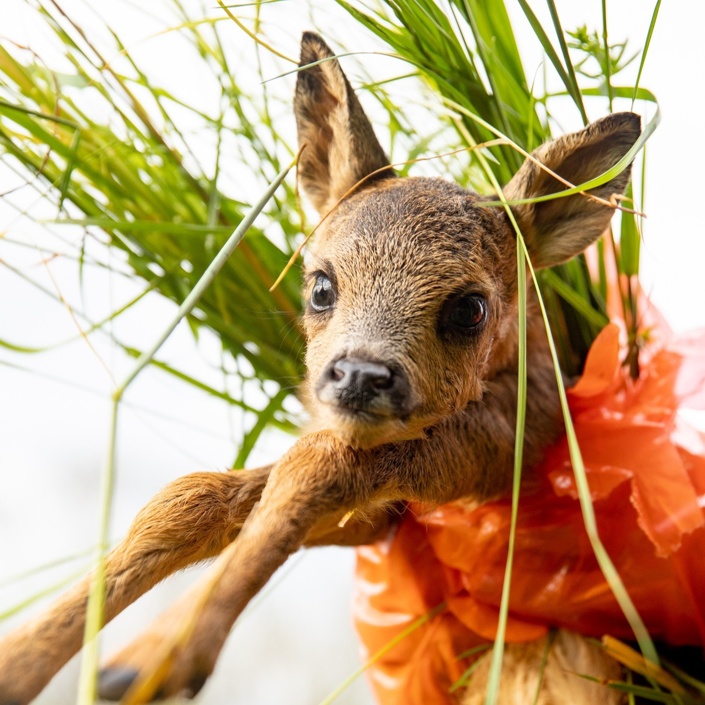 Anschaffung von Wärmebildtechnik für die Rehkitz- und Wildtierrettung
