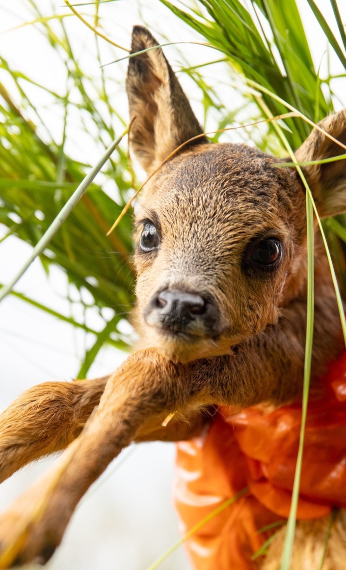 Anschaffung von Wärmebildtechnik für die Rehkitz- und Wildtierrettung