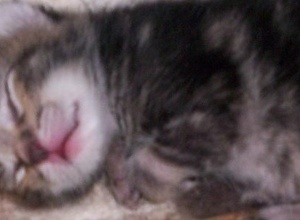 Katzen Kastrationen des TSV Markdorf