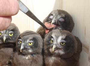 Tribüne für die Auffang- und Pflegestation für Greifvögel und Eulen