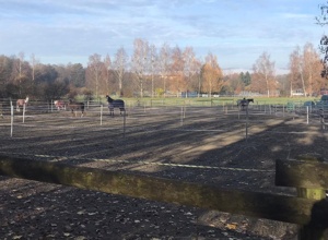 Paddocks für das ganze Jahr