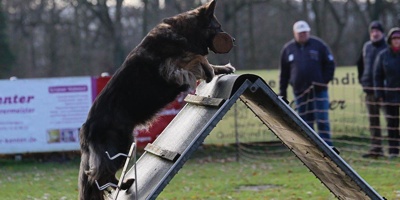 Förderung des Schäferhundverein