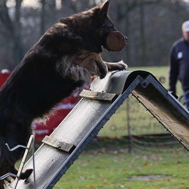 Förderung des Schäferhundverein