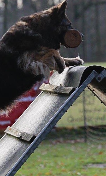 Förderung des Schäferhundverein