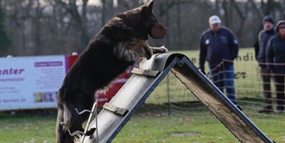 Förderung des Schäferhundverein