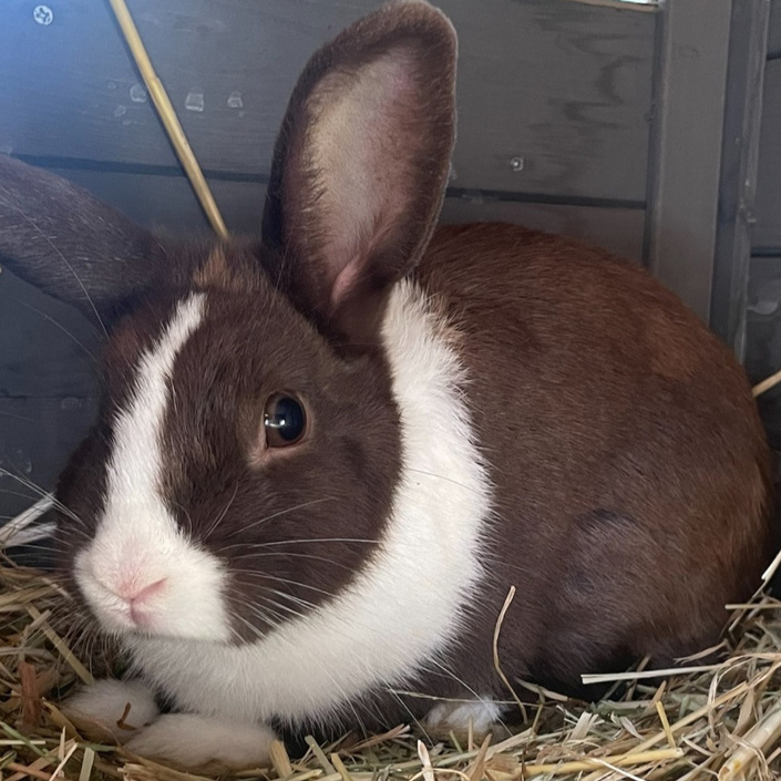 Ein Herz für Kaninchen, eine Zukunft für Kinder