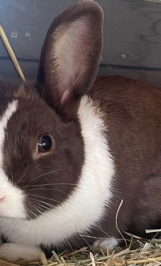 Ein Herz für Kaninchen, eine Zukunft für Kinder