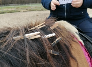 Ein Therapiepferd für die Reittherapie