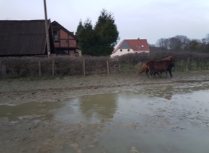Neuer Reitplatz für den Ponyhof