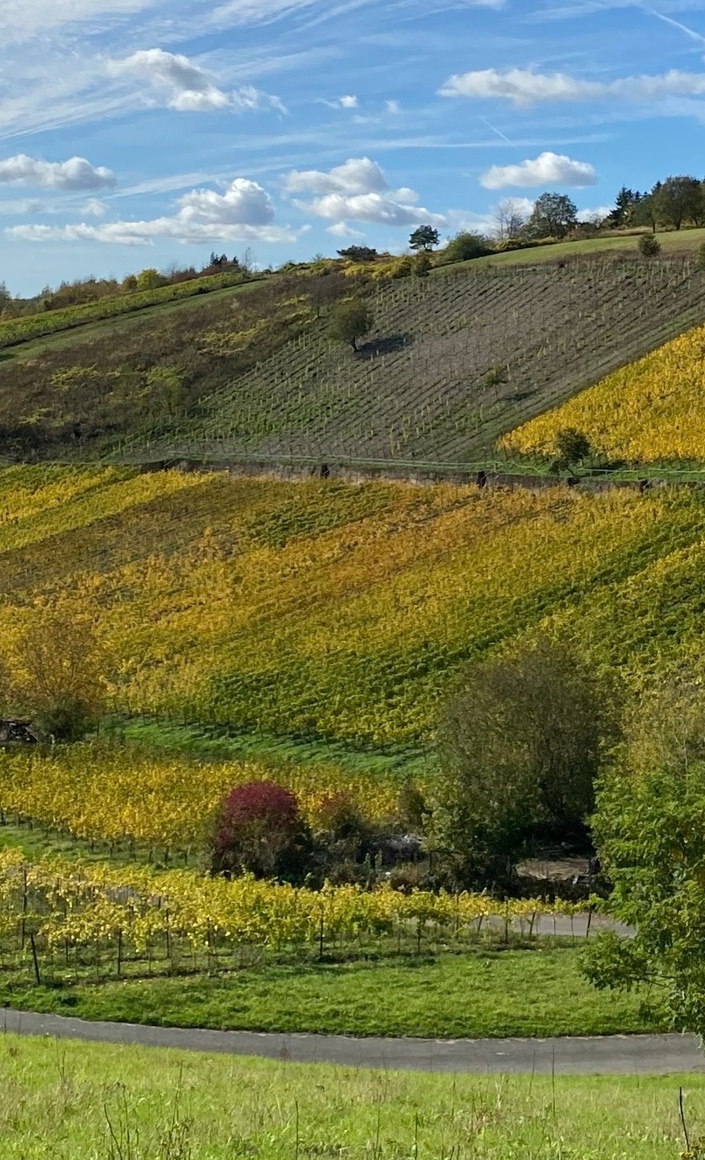 Weinwald Begegnungsort