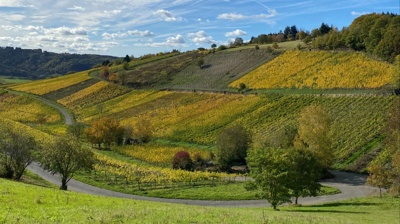 Weinwald Begegnungsort