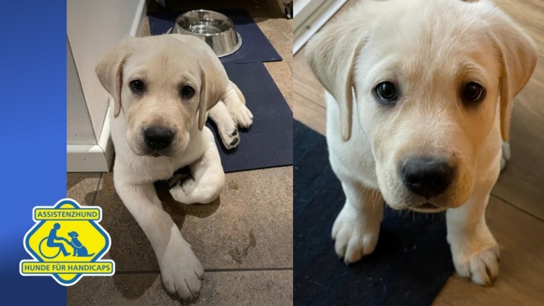 Ein neuer Welpe für Hunde für Handicaps e.V.