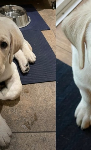Ein neuer Welpe für Hunde für Handicaps e.V.