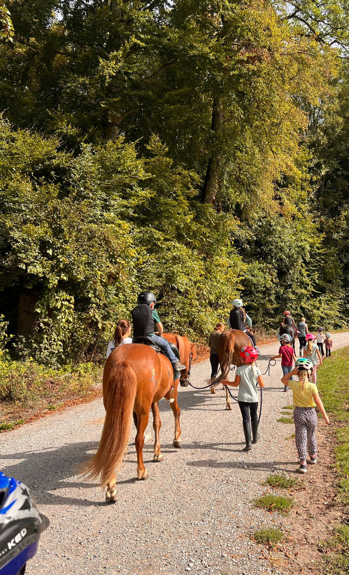 Schulpferd RuFV Mindelheim