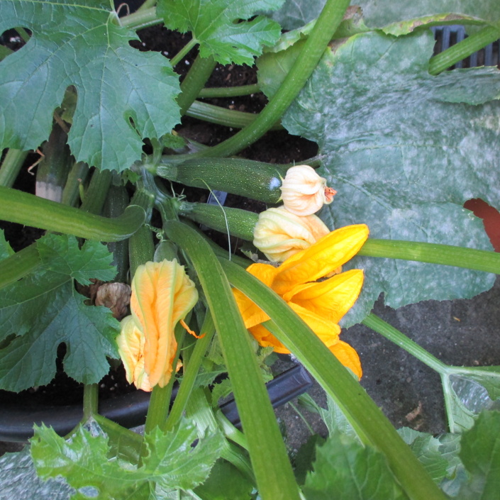 Kaninchen im Gewächshaus
