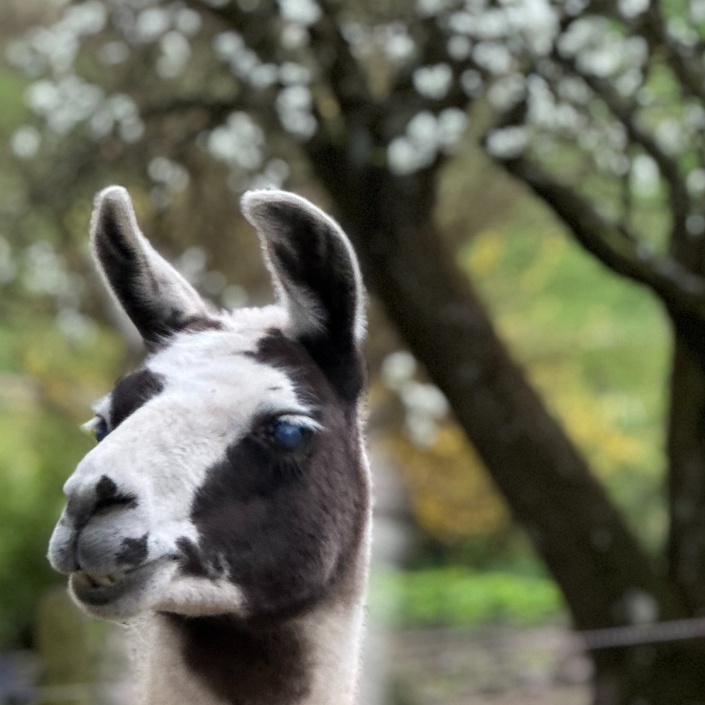 Lamas für die tiergestützte Therapie auf dem Birkenhof