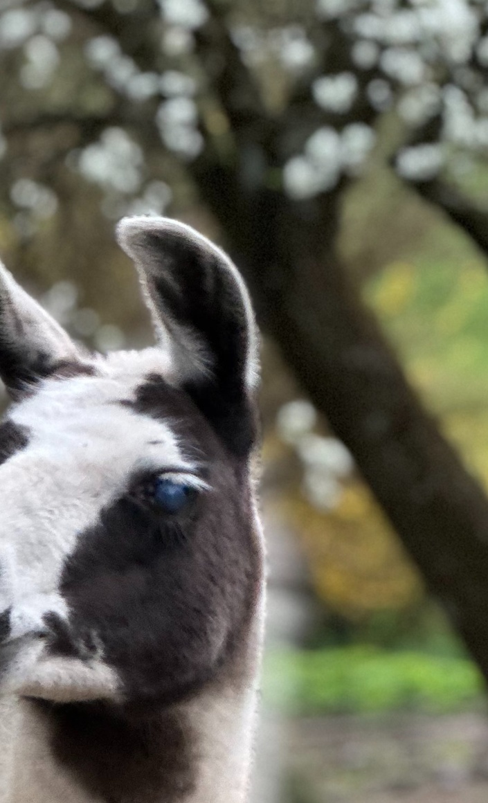 Lamas für die tiergestützte Therapie auf dem Birkenhof