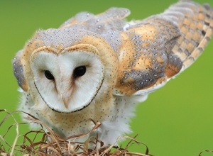 Tribüne für die Auffang- und Pflegestation für Greifvögel und Eulen
