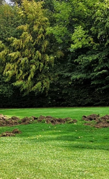 Zaun zur Verhütung von Wildschweinschäden GC Sauerland