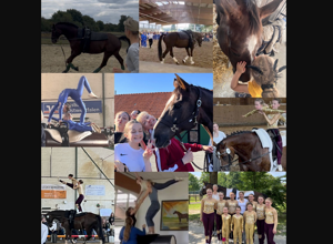 Movie - das galoppierende Holzpferd