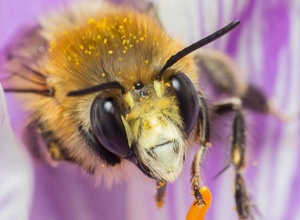 SOS der Bienen: Be happy - make a bee happy