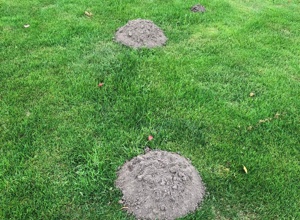 Erhaltung Sportplatz Oedelum