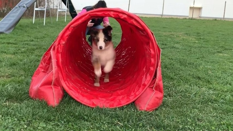 Aufsitzrasenmäher  für Hundeplatz des HSVUD Underdogs e.V.