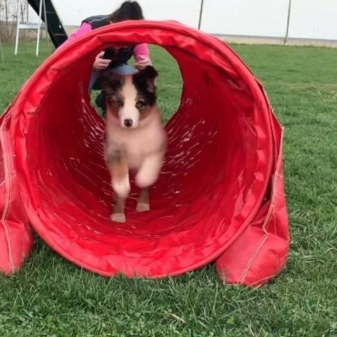 Aufsitzrasenmäher  für Hundeplatz des HSVUD Underdogs e.V.
