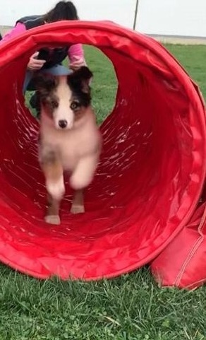 Aufsitzrasenmäher  für Hundeplatz des HSVUD Underdogs e.V.