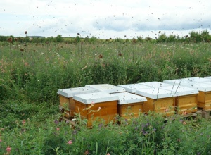 make a bee happy!