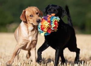 Tierärztliche Eignungsuntersuchungen für 4 Labrador Geschwister