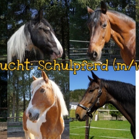 Gesucht: Schulpferd (m/w/d)