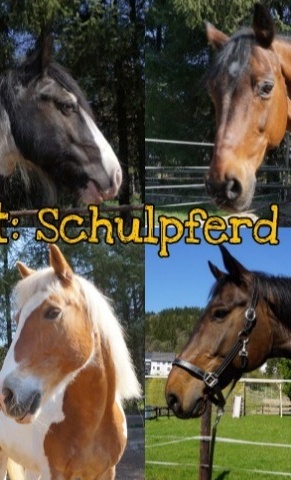 Gesucht: Schulpferd (m/w/d)