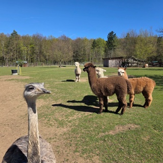 Besuch bei unseren Alpakas