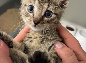 Kastrationsaktion Streunerkatzen